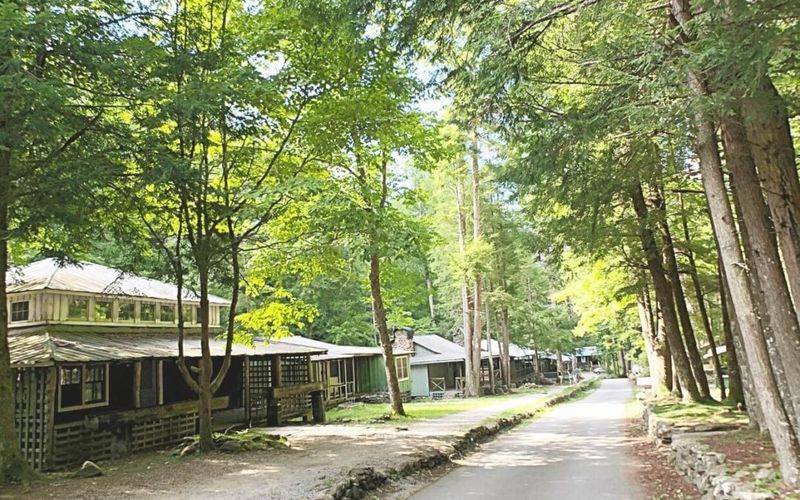 Echoes of Laughter Amid the Pines