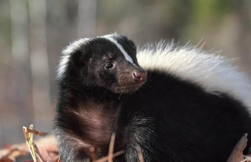 Live Skunks Are Strictly Forbidden Across State Lines