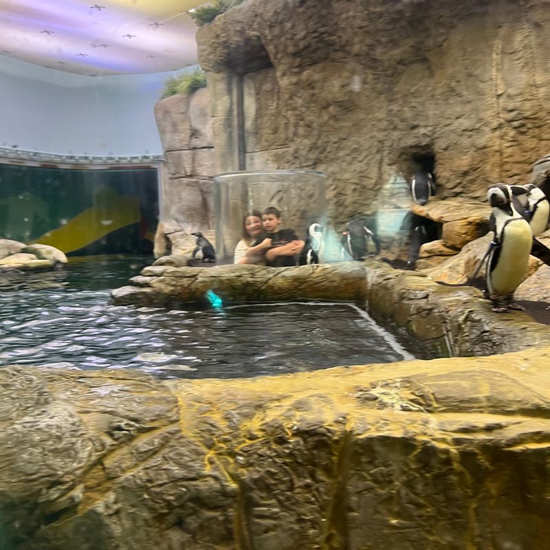 Penguin Playhouse and Penguin Encounters