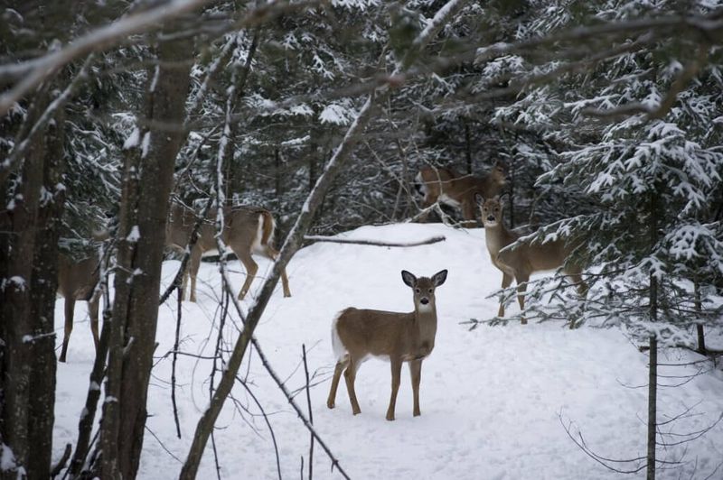 Overlooking Local Wildlife