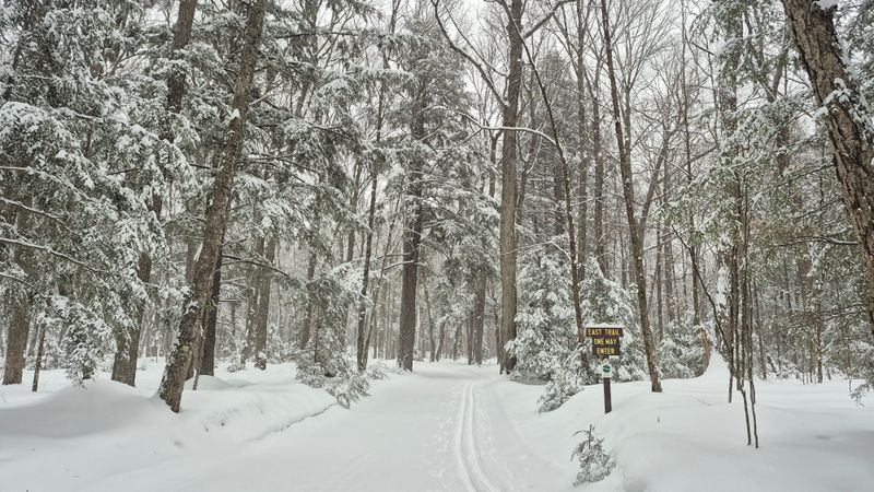 Forest Trails Offering Endless Woodland Scenery