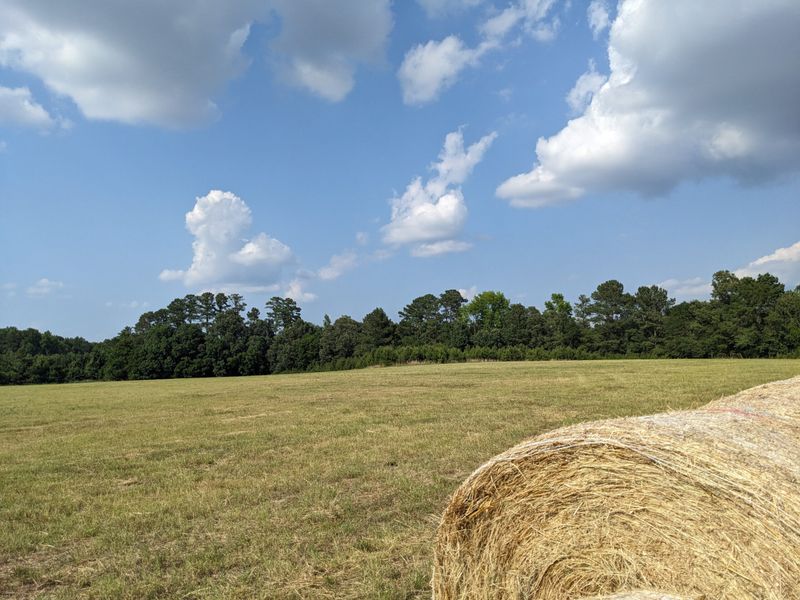 Elephants and Odd Livestock Appear Again in Agricultural Code