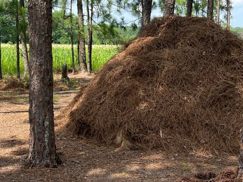Pine Straw Removal Can Lead to Citations