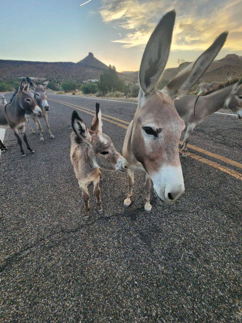 Wild Burros and Open Range Etiquette