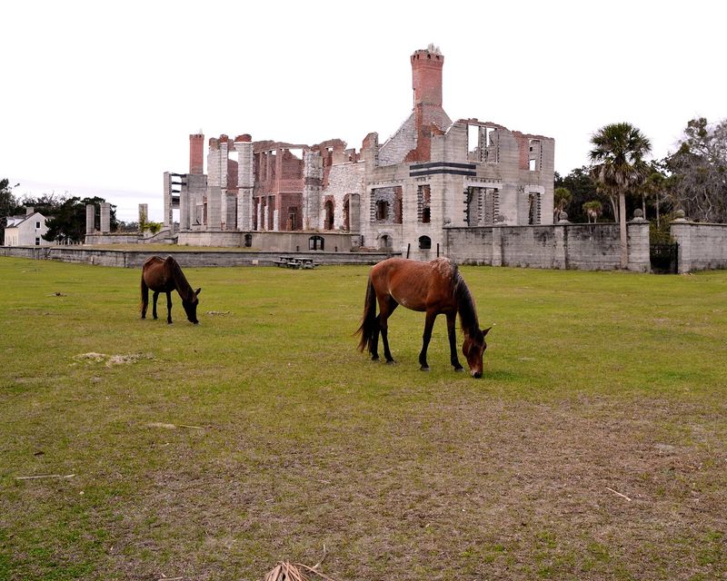 Wild Horses Moving Quietly Through the Grounds