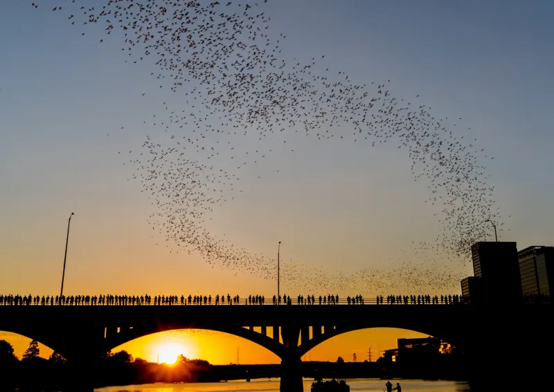 Watch Bats Emerge from Congress Avenue Bridge