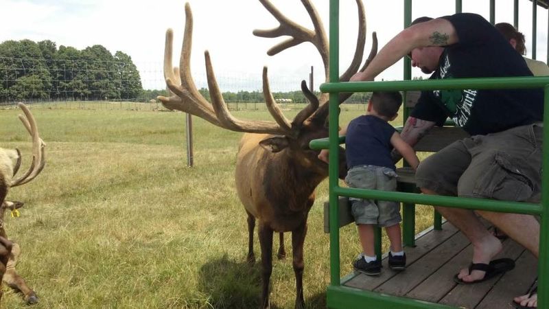 Amber Elk Ranch Quiet Morning Tour