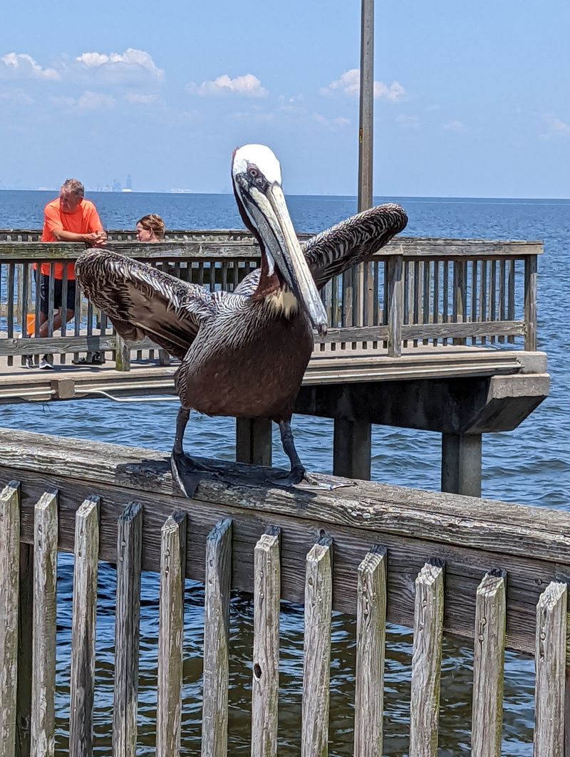 Fishing Along the Rail