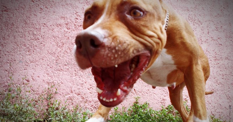 Making Ugly Faces at Dogs Can Get You Fined