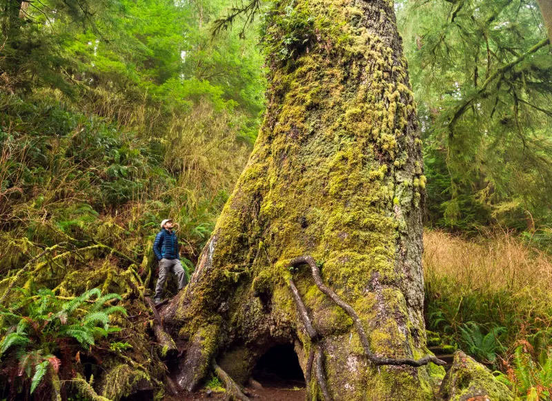 Cape Perpetua Giant Spruce Trail (Central Coast)