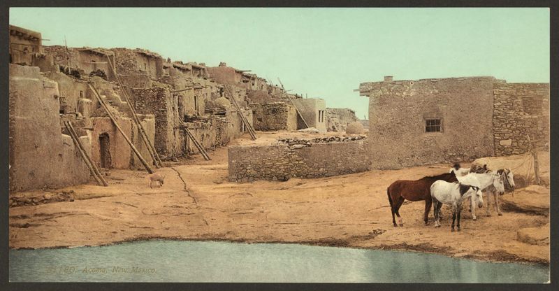 New Mexico Outlaws Horse Tripping at Public Events