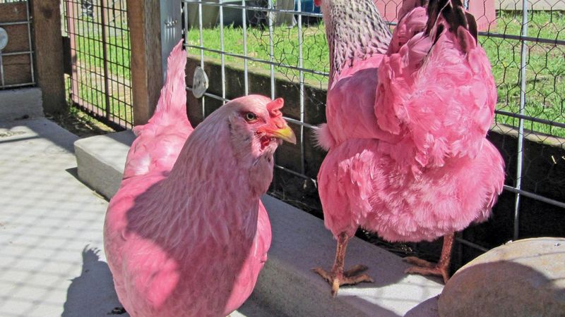 Oregon Prohibits Selling Dyed Baby Chicks and Rabbits