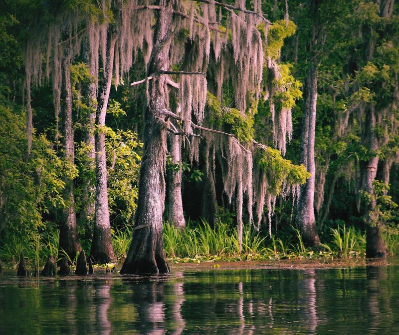 Chantong, the Singing Swamp
