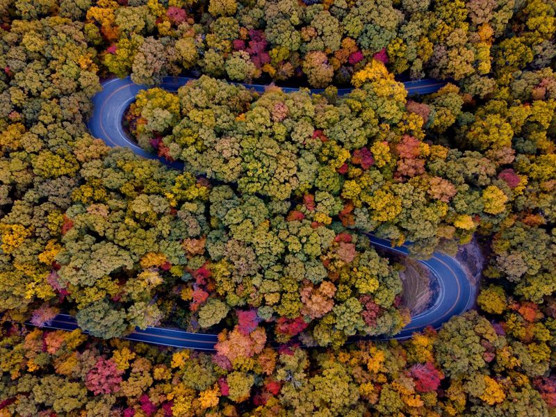 A Route That Moves Through Dense Ozark Forest