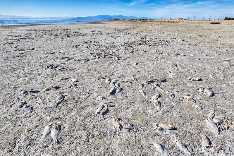 Salt-Encrusted Beach and Fish Bones