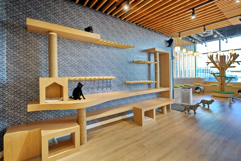 Kokoro Cat Café – Queens