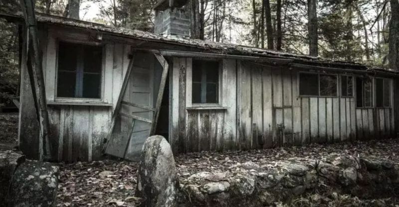 Vines and Decay as Architecture