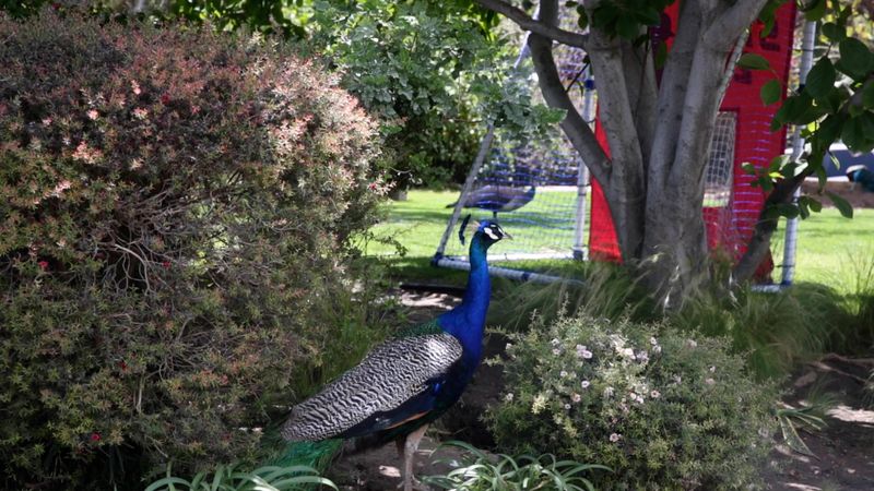 Where Visitors Are Most Likely to See Them Wander