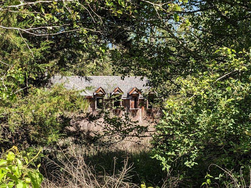 Nature's Takeover as Art