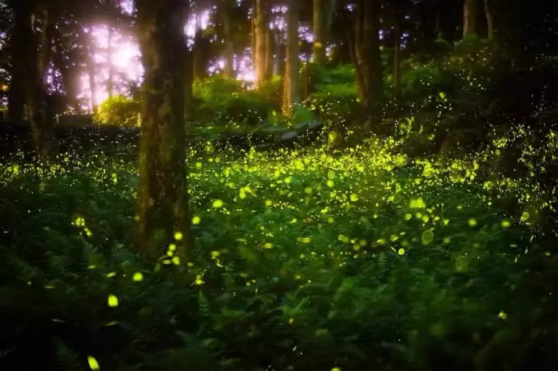 The Synchronous Fireflies