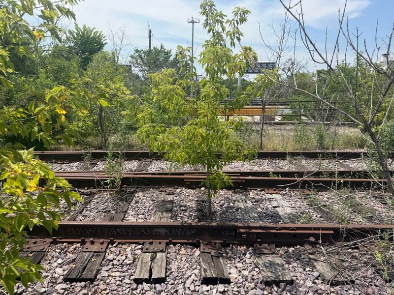 Nature Reclaimed the Platform Where Trains Once Rolled