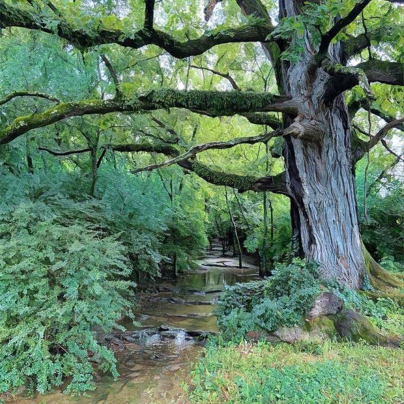 The Whispering Oak