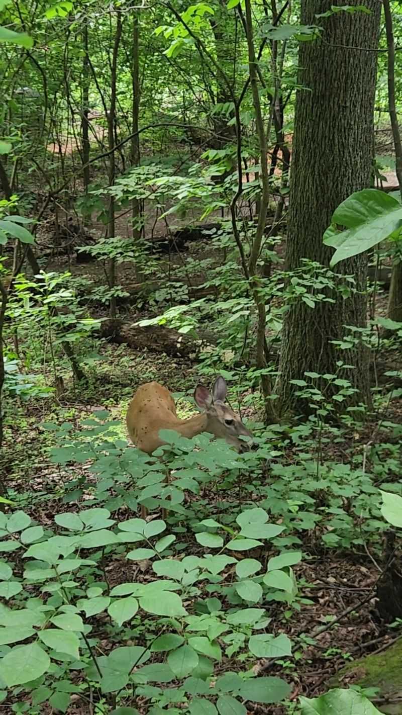 Local Wildlife Moments Families Never Forget