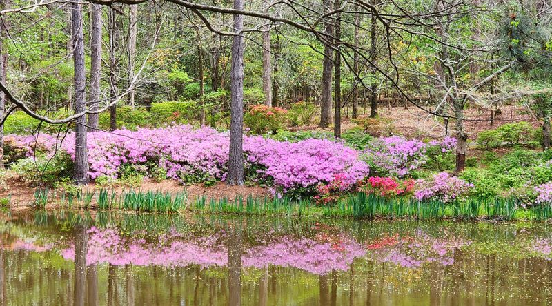 The Azalea Bowl - A Spring Spectacle That Steals Your Breath