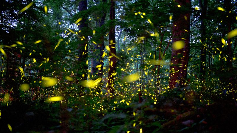 Home of the Fireflies