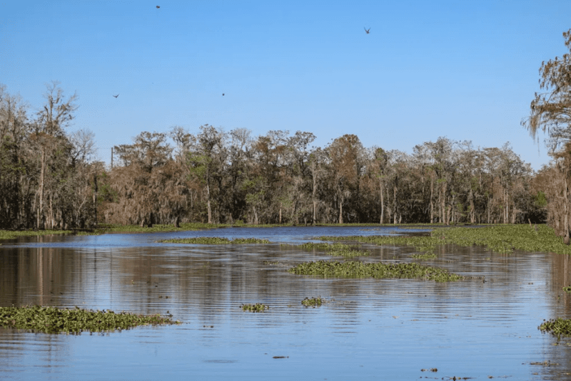 From Bustling Port to Swamp