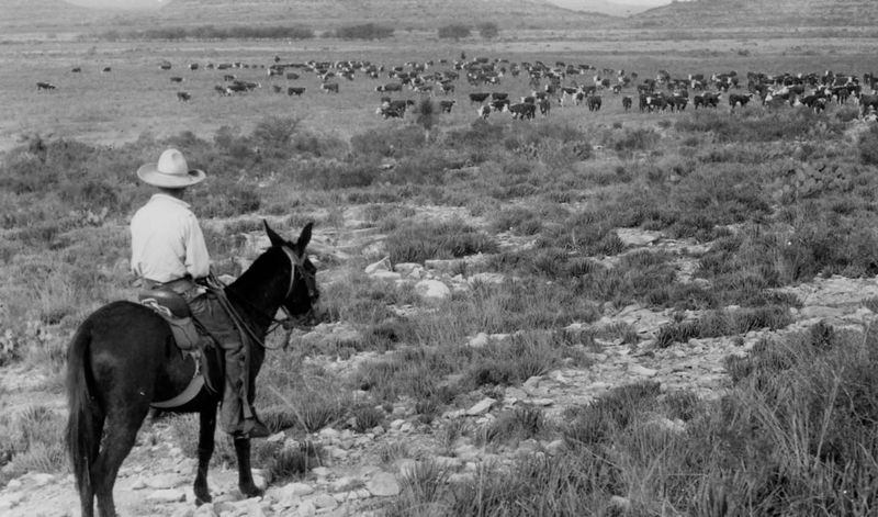 A Region Where Cowboy Traditions Still Shape Daily Life