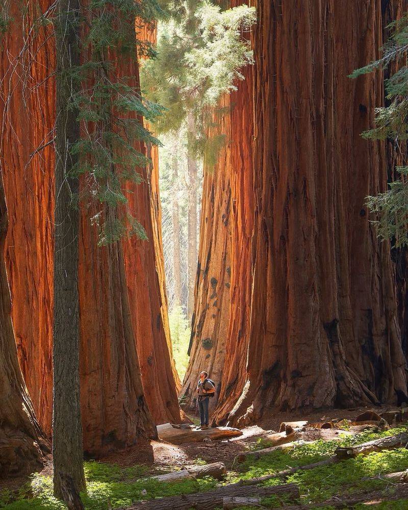 Nature’s Power in the Golden State