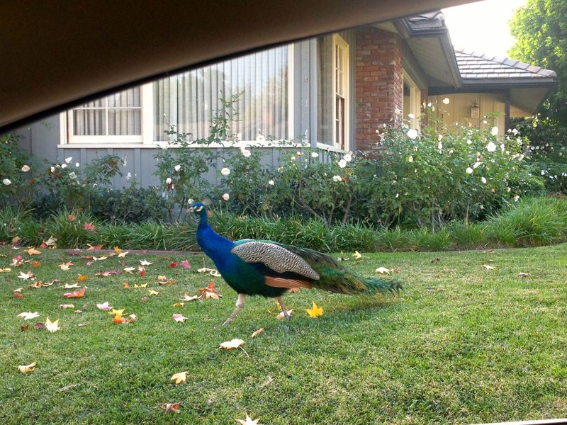 How Locals Adjust Daily Life Around Roaming Birds