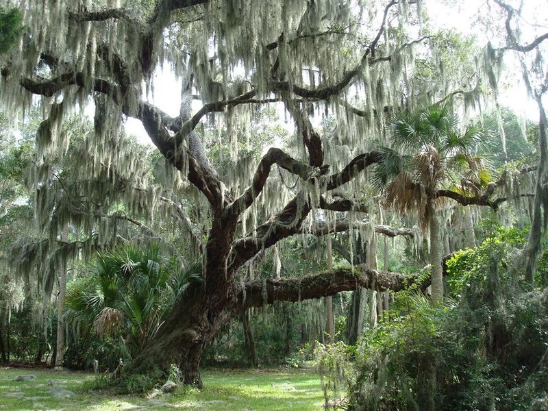 Draping Spanish Moss