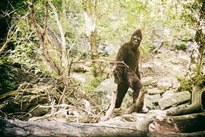 Bigfoot Sightings and Creature Reports