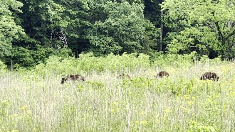 Wildlife Encounters That Make Visitors Slow Down Naturally