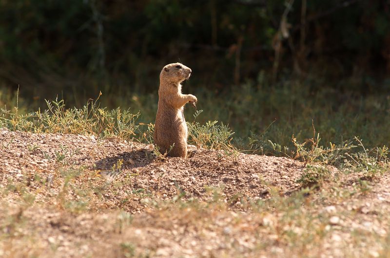 The Famous Prairie Dog Colony
