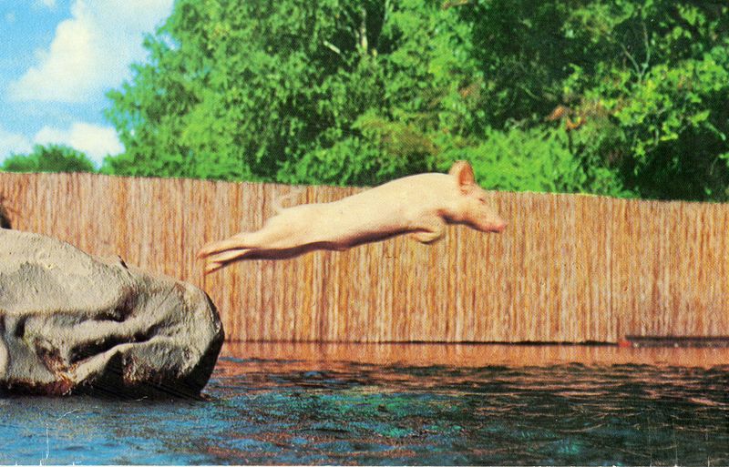 The Silence of the Swimming Pig