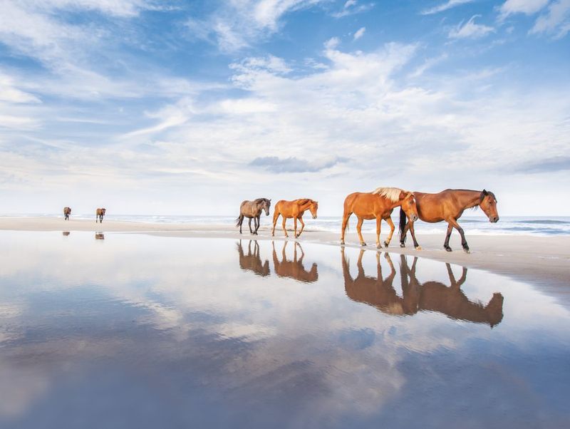 Collaborative Conservation