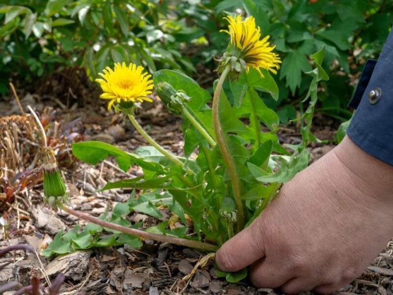 When Dandelions Became Public Enemy Number One