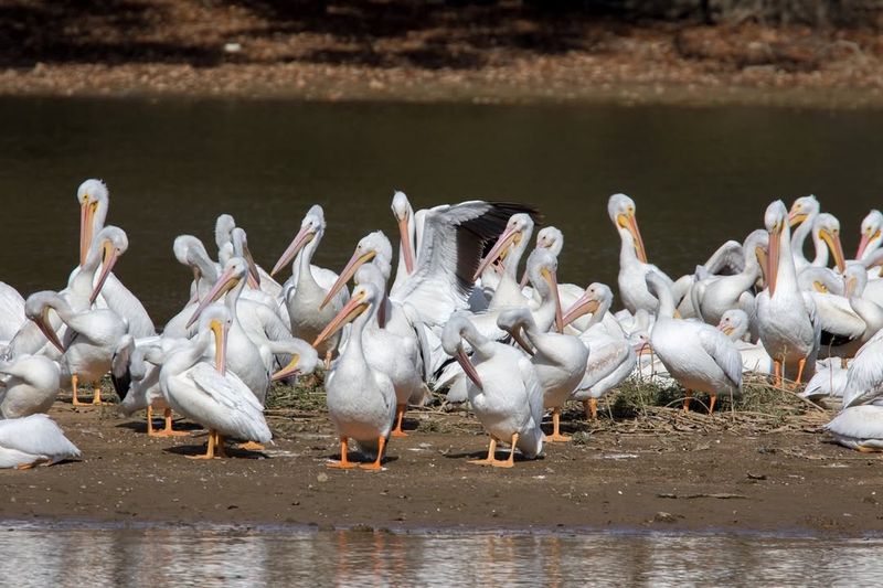 Wildlife Thrives In The Ruins