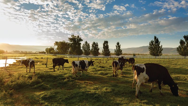 Heber Valley Artisan Cheese