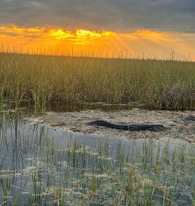 Unseen Everglades