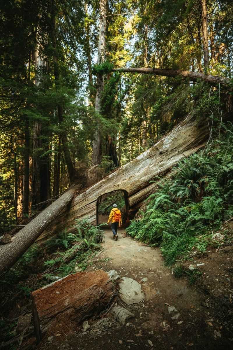 How to Experience the Redwoods the Right Way