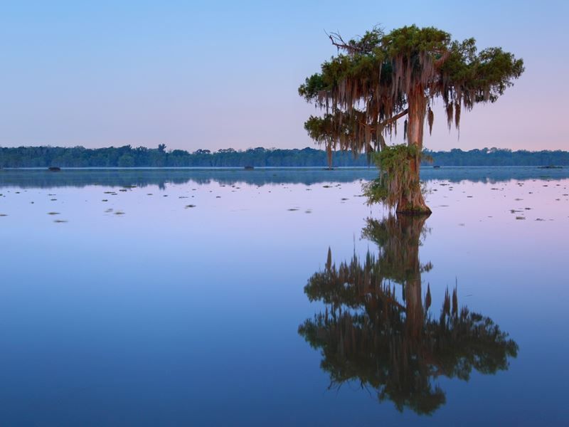 Why Louisiana’s Swamps Deserve Protection