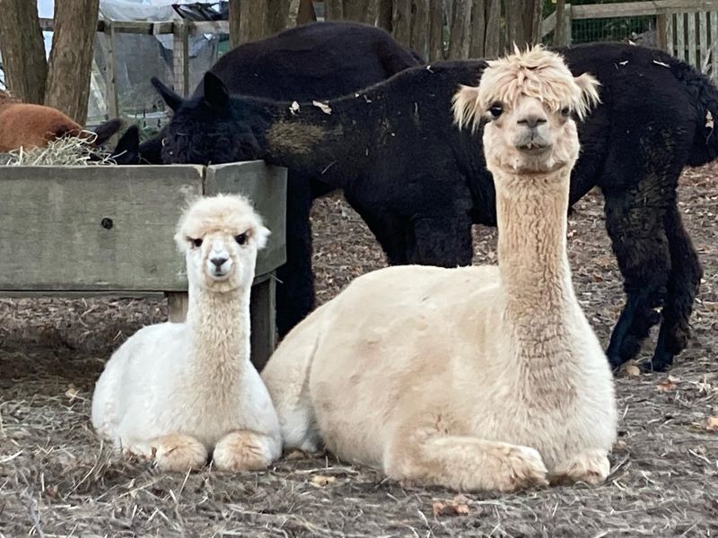 Explore the Farm & Grounds