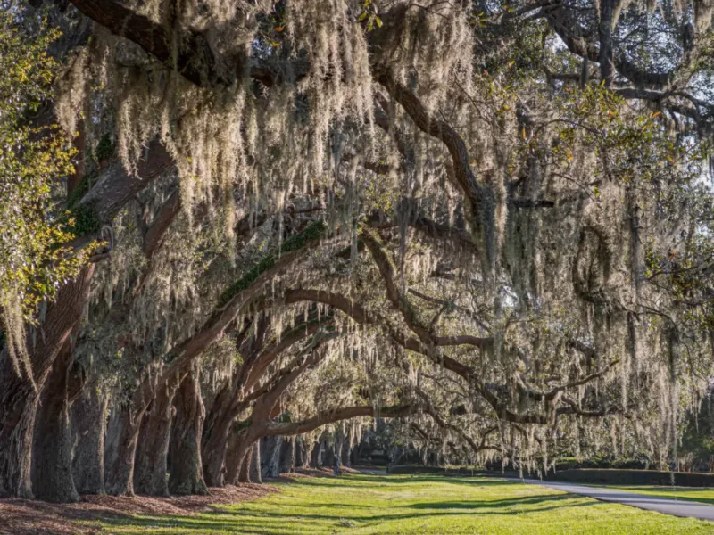 The Live Oak Tunnel