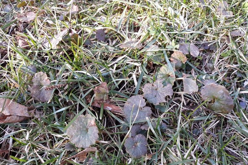 A Law About Dandelions That’s Hard to Believe