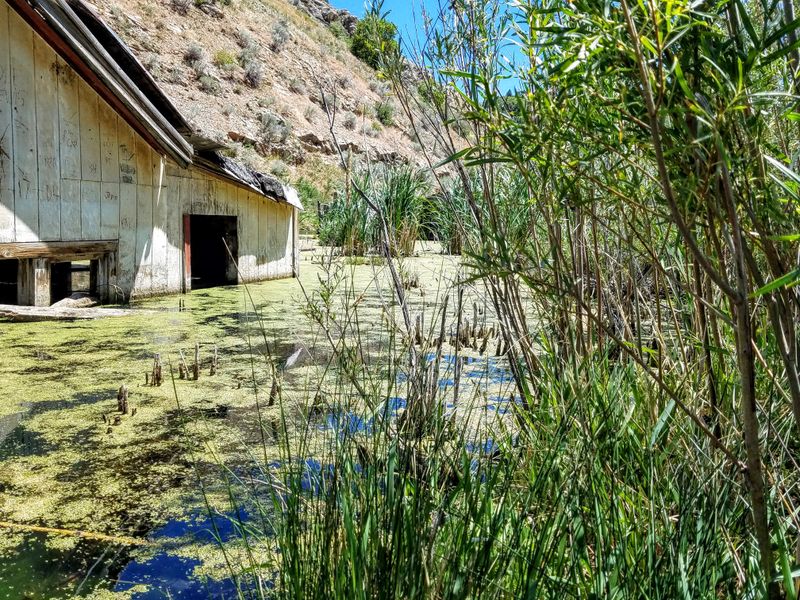 Visiting Thistle: Respecting the Silence