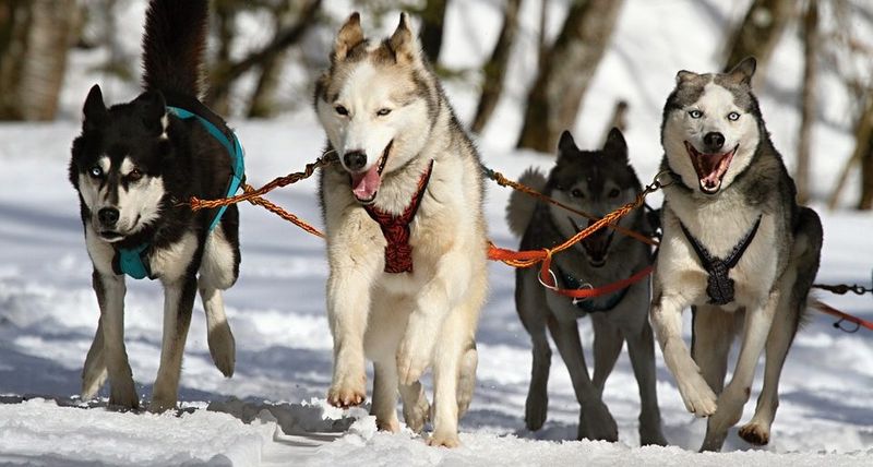 Beyond the Slopes Activities